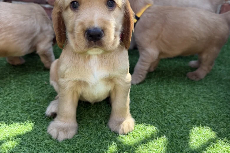 Cocker Spaniel (Show)