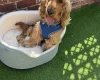 Cocker Spaniel (Show)