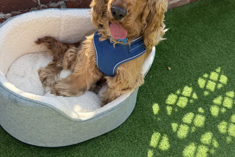 Cocker Spaniel (Show)