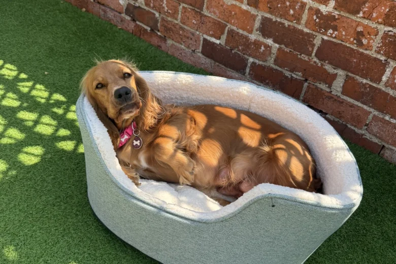 Cocker Spaniel (Show)