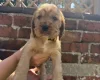 Cocker Spaniel (Show)