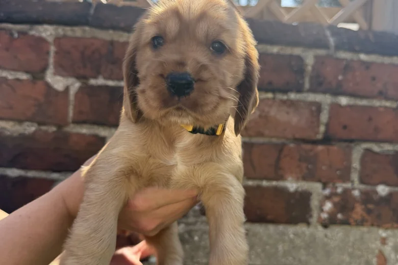 Cocker Spaniel (Show)
