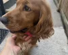 Cocker Spaniel (Show)