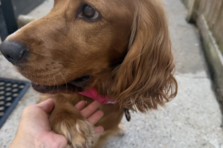 Cocker Spaniel (Show)