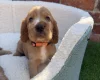Cocker Spaniel (Show)