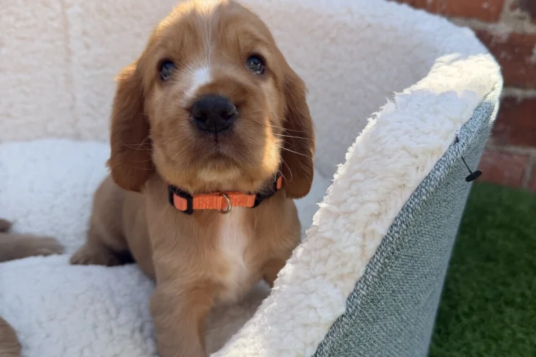 Cocker Spaniel (Show)