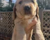 Cocker Spaniel (Show)