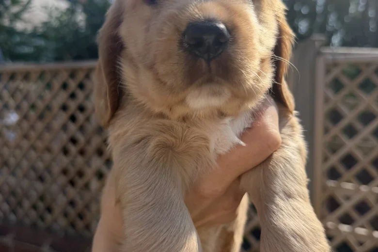 Cocker Spaniel (Show)