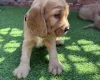 Cocker Spaniel (Show)