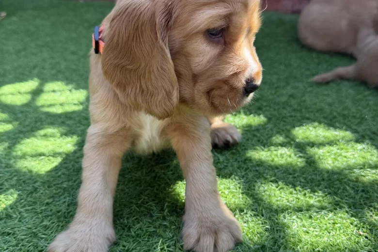 Cocker Spaniel (Show)