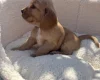 Cocker Spaniel (Show)
