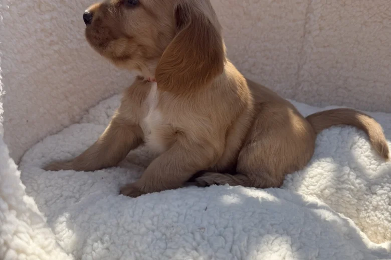 Cocker Spaniel (Show)