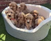 Cocker Spaniel (Show)