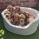 Cocker Spaniel (Show)