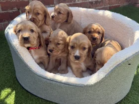 Cocker Spaniel (Show)