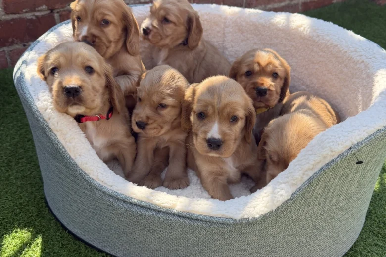 Cocker Spaniel (Show)