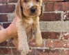 Cocker Spaniel (Show)
