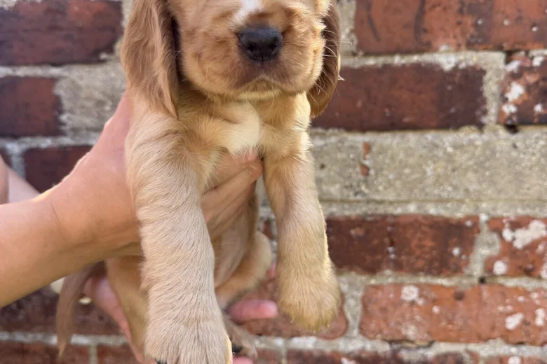 Cocker Spaniel (Show)