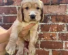 Cocker Spaniel (Show)