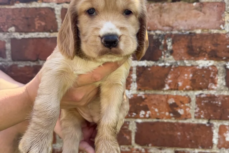Cocker Spaniel (Show)