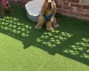 Cocker Spaniel (Show)