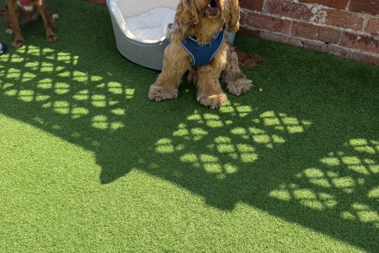 Cocker Spaniel (Show)
