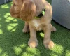 Cocker Spaniel (Show)