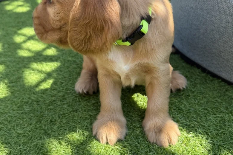 Cocker Spaniel (Show)
