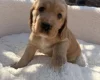 Cocker Spaniel (Show)