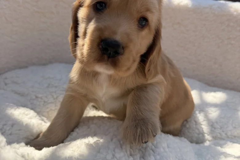 Cocker Spaniel (Show)