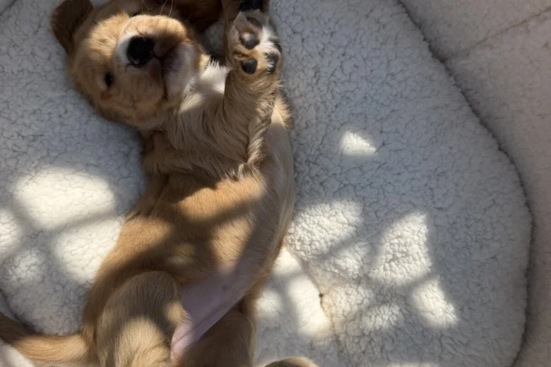 Cocker Spaniel (Show)