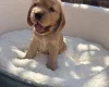 Cocker Spaniel (Show)