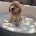 Cocker Spaniel (Show)