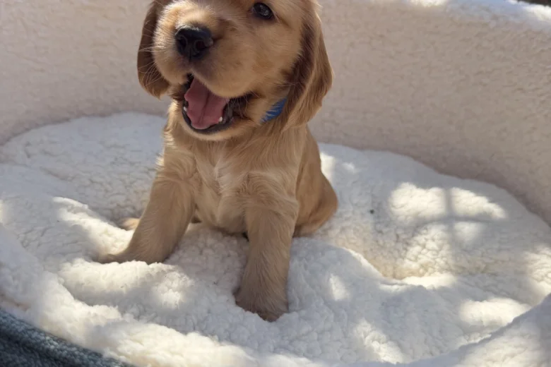 Cocker Spaniel (Show)