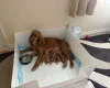 Cocker Spaniel (Show)