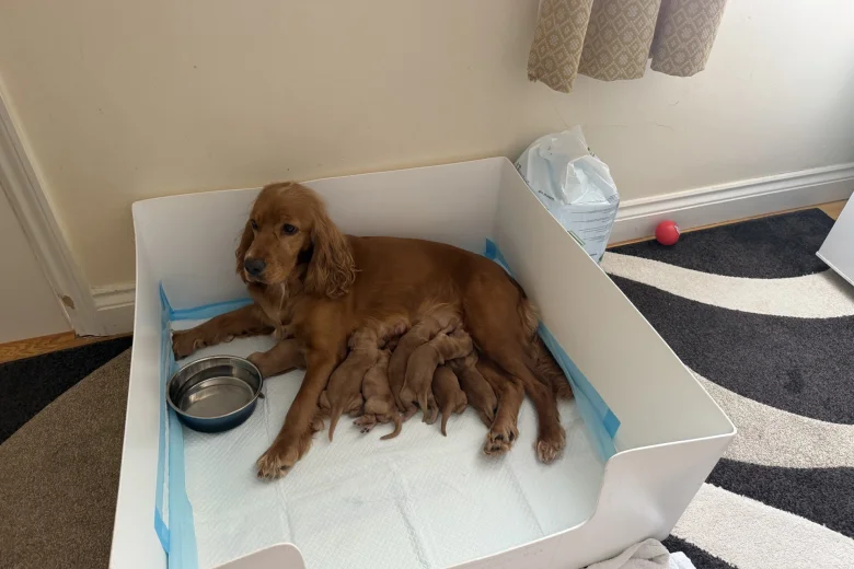 Cocker Spaniel (Show)