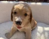 Cocker Spaniel (Show)