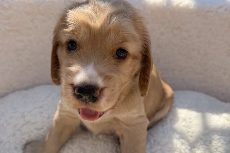 Cocker Spaniel (Show)