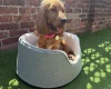 Cocker Spaniel (Show)