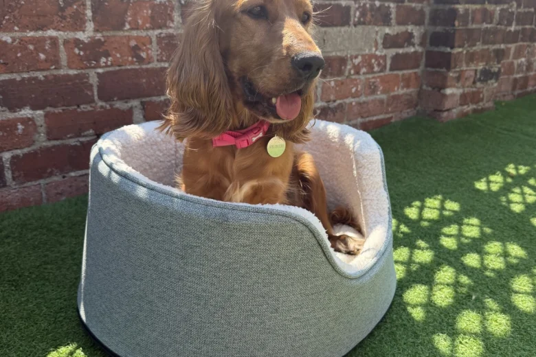 Cocker Spaniel (Show)