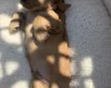 Cocker Spaniel (Show)