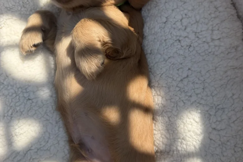 Cocker Spaniel (Show)