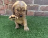 Cocker Spaniel (Show)