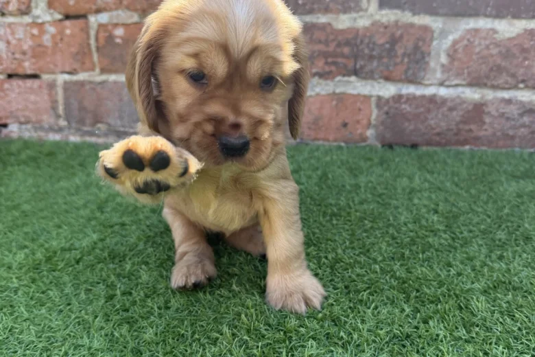 Cocker Spaniel (Show)