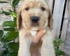 Cocker Spaniel (Show)