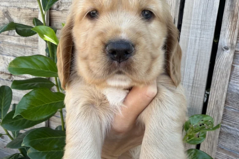 Cocker Spaniel (Show)