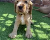 Cocker Spaniel (Show)