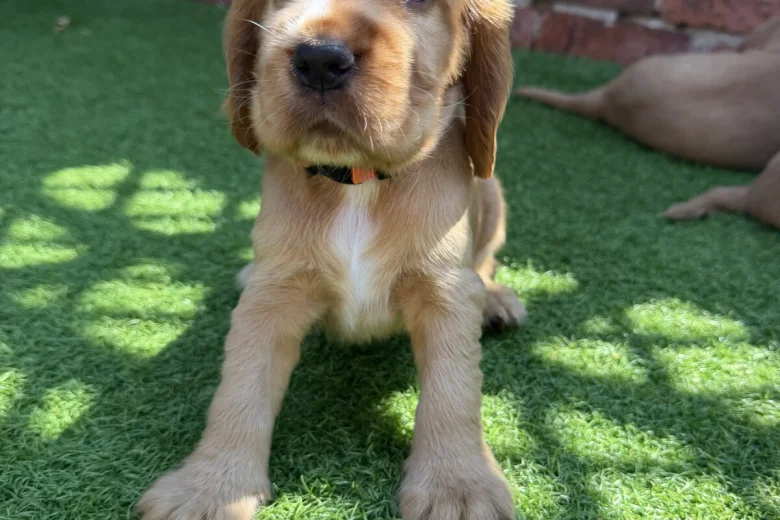 Cocker Spaniel (Show)
