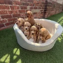 Cocker Spaniel (Show)