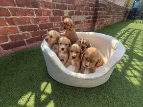 Cocker Spaniel (Show)